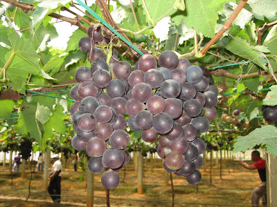  Gambar  Buah  Anggur  Segar Aku Buah  Sehat