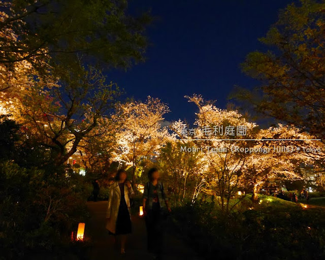 六本木ヒルズ 毛利庭園の夜桜