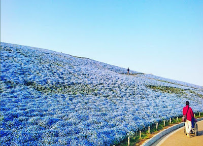 Keindahan  Alam Ibaraki Jepang