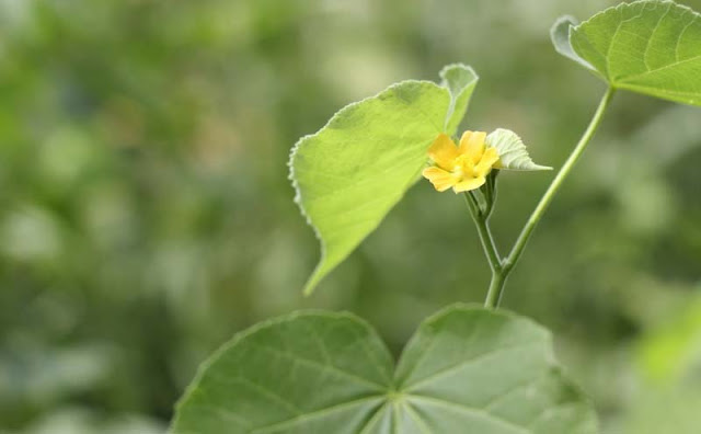 Indian Mallow Flowers