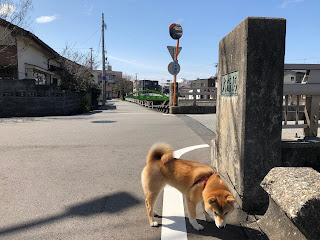 富山市のいたち川の大清橋と桜