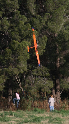 Rodney in the trees again.