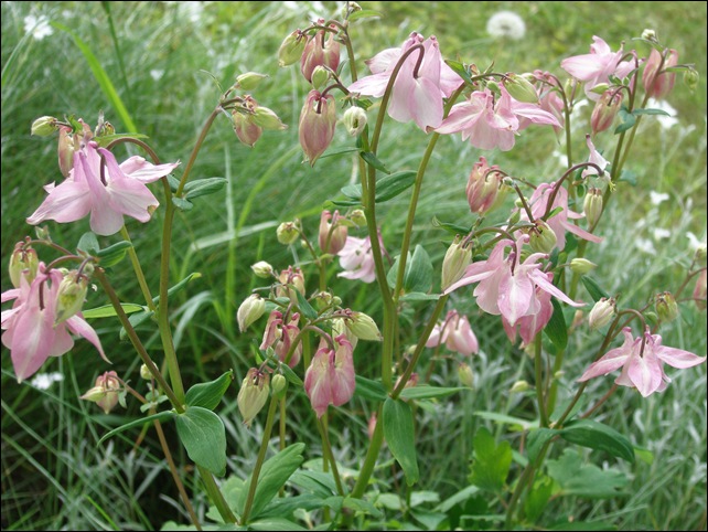 Juni2009 099