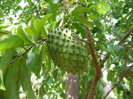 Soursop Tree with fruit