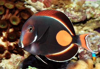 achilles tang