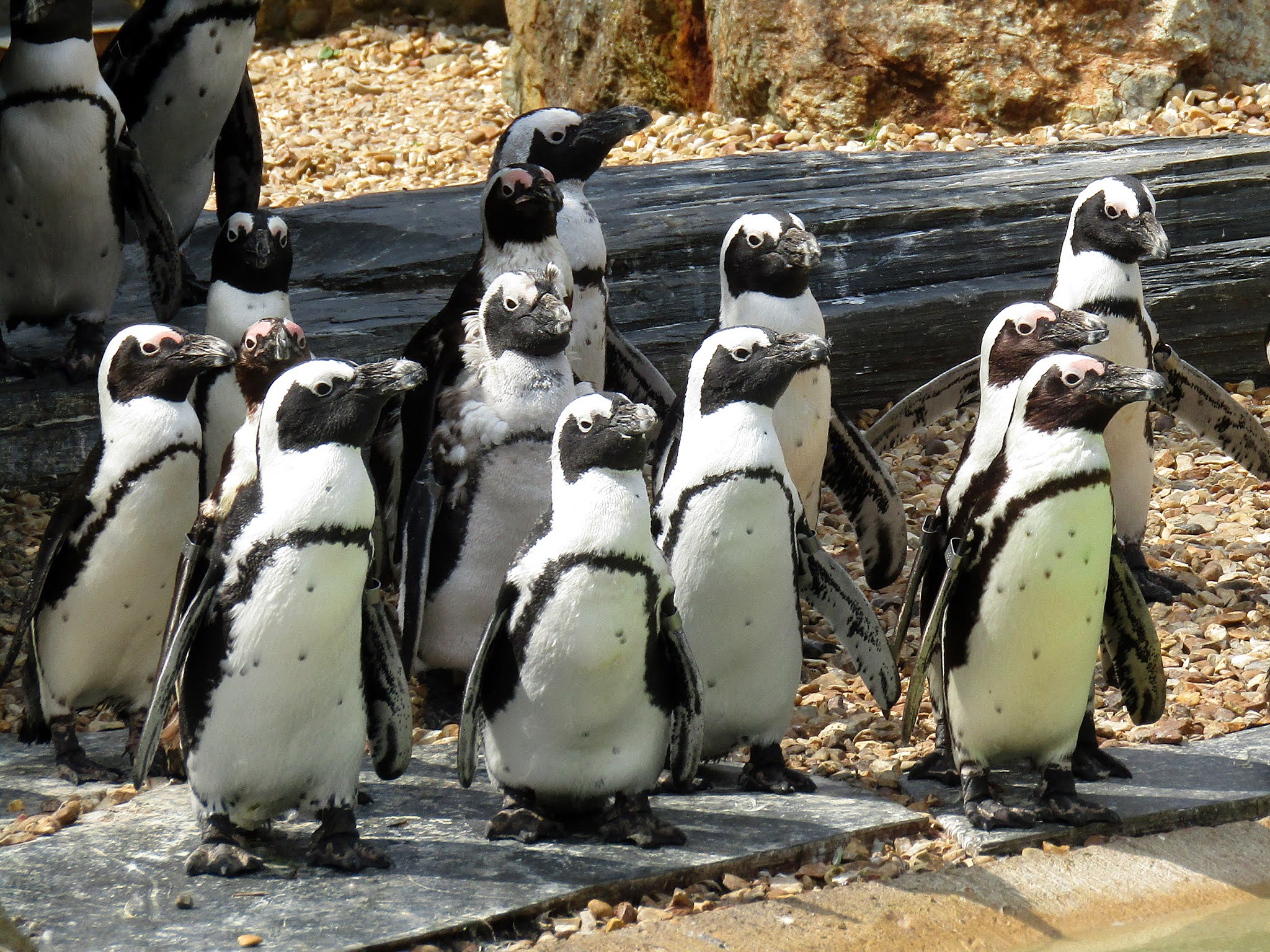 A photo of African black-footed penguins at Whipsnade Zoo.