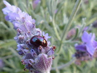 Chrysomèle du romarin - Chrysomèle américaine - Chrysolina americana