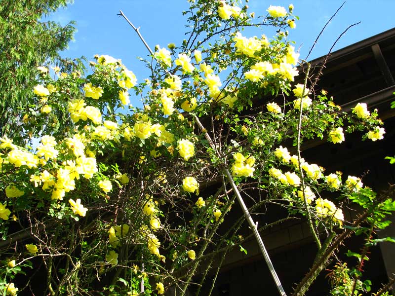 Madison's rosebush branch.