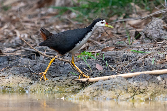 An Bui 2024 Dong Thap - White Breasted Waterhen (Cuốc ngực trắng)