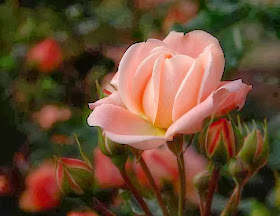 light pink rose