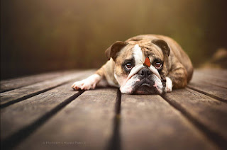 Fotógrafa registra o brilho da alma dos cães em linda paisagens da Áustria 