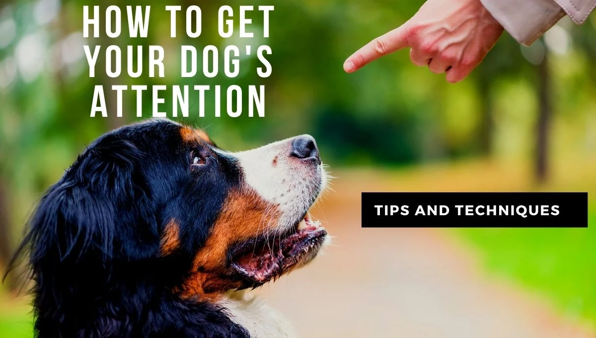 Dog Training, Dog's Attention