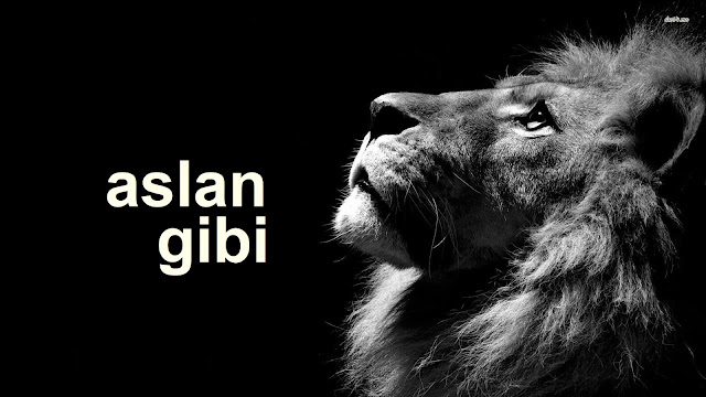 aslan gibi