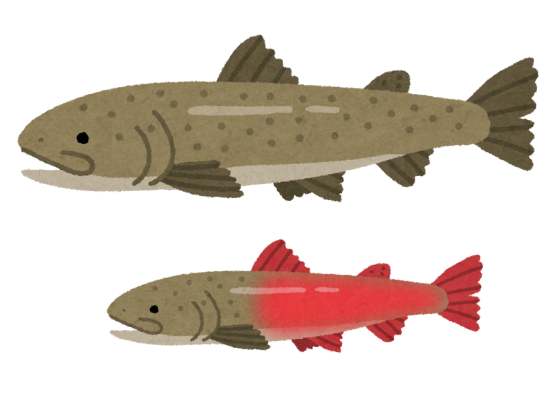 イトウのイラスト 魚 かわいいフリー素材集 いらすとや イトウのイラスト 魚 かわいいフリー素材集 いらすとや