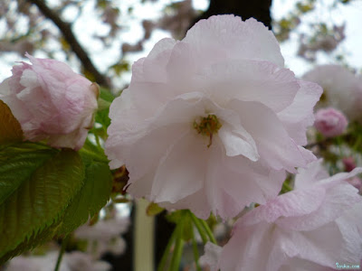 八重桜