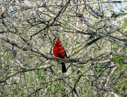cardinal2