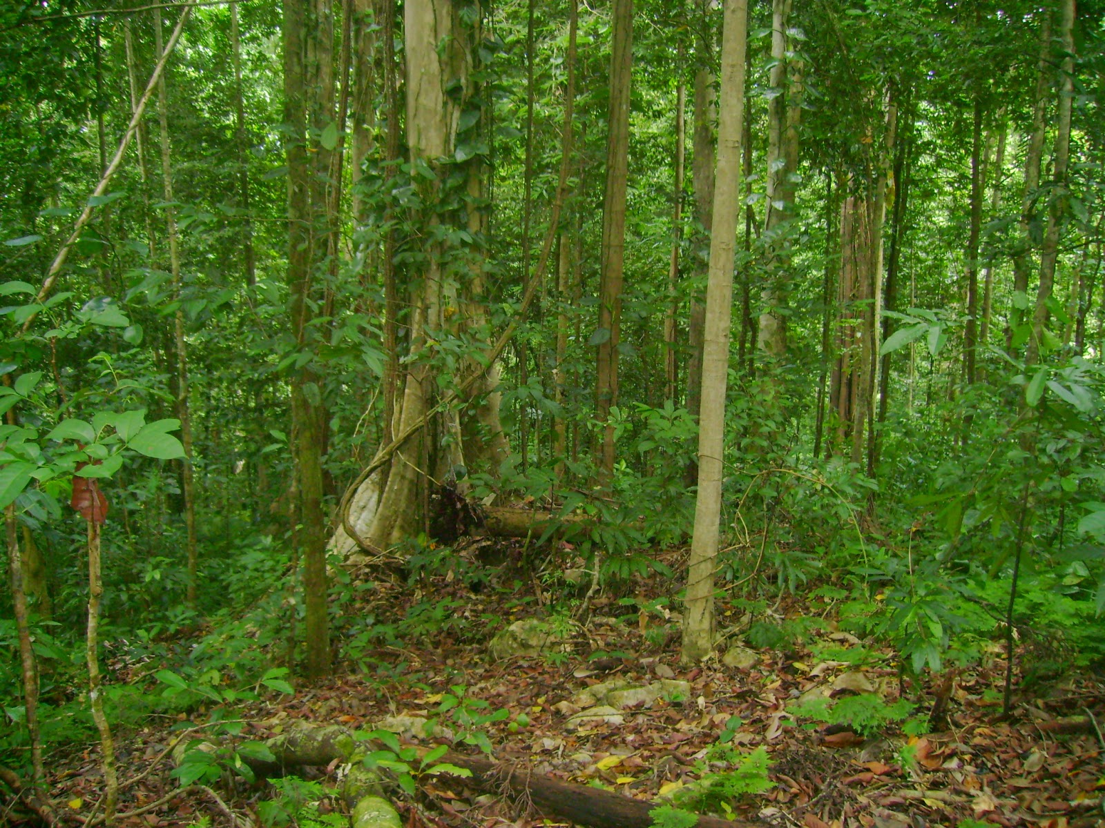 Kehutanan dan Pertanian: Pengertian/Definisi dan Manfaat/Fungsi Hutan