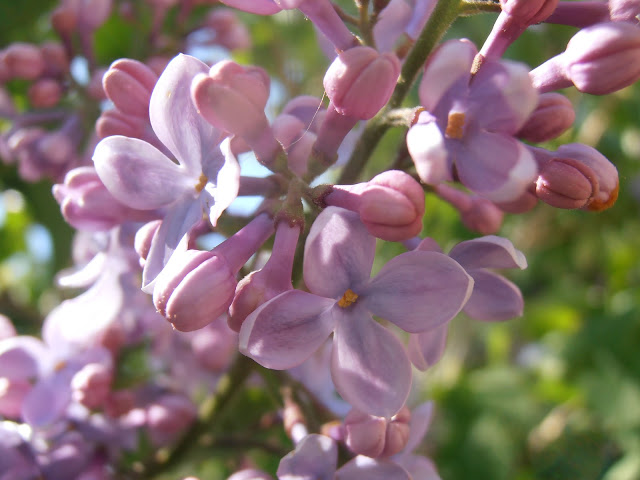 LILO-Syringa-vulgaris