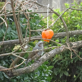 吊るした熟した柿を食べに来たヒヨドリ①