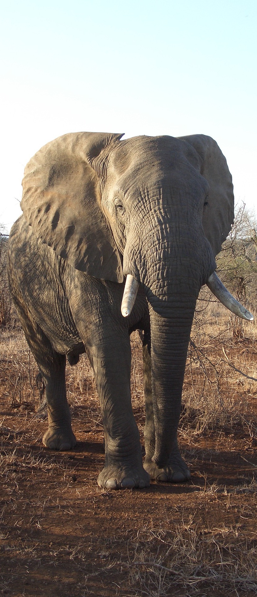 Majestic elephant.