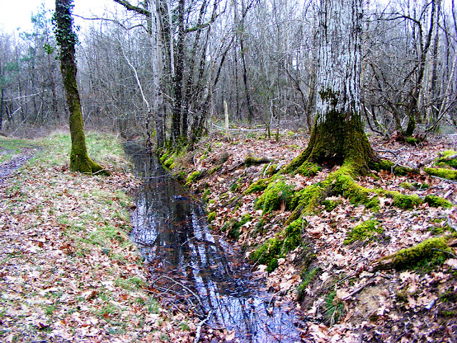 Mossy roots and a drainage ditch in the forest.  Indre et Loire, France. Photographed by Susan Walter. Tour the Loire Valley with a classic car and a private guide.