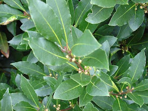 Hojas de laurel