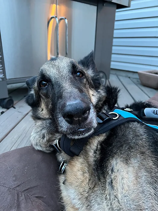 Finn back home on his deck