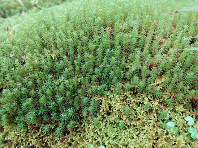 明間集落の苔が綺麗でした