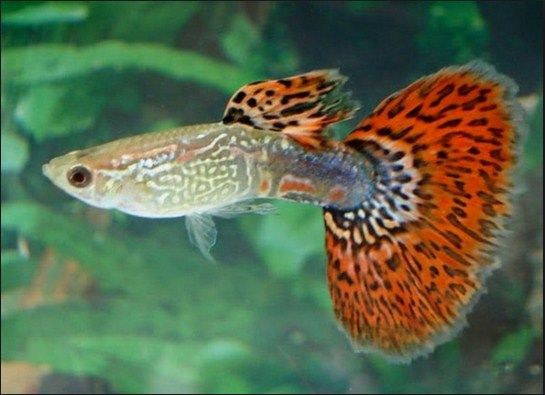 Budidaya Ikan Gapi  Guppy Millions Fish yang Unik dan Cantik