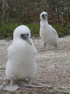 Two Fluffy Boobie Chicks Setting Off On Their Own