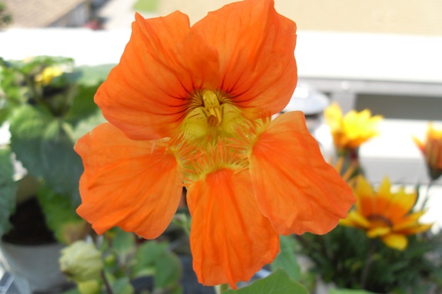den første hjemmegjorte blomst
