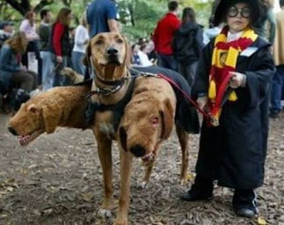 Harry Potter Seen On www.coolpicturegallery.us