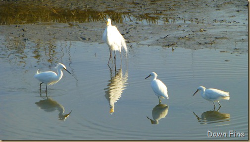 Huntington Beach State Park_080