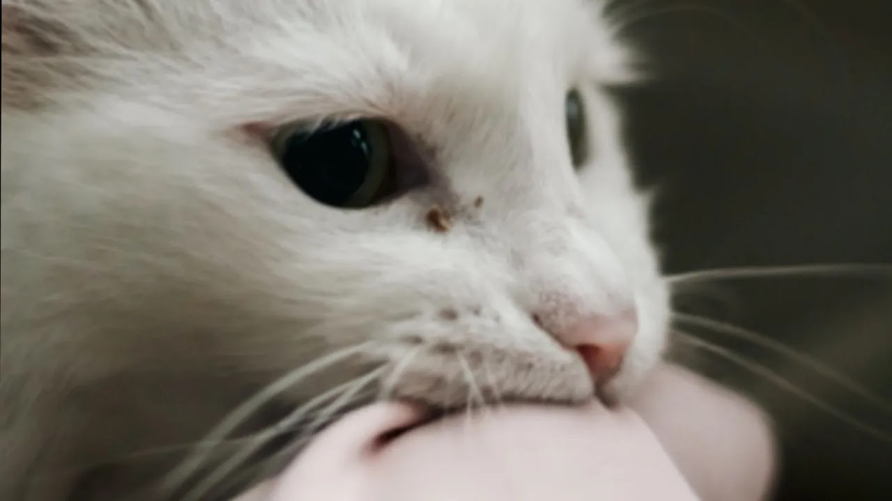 cat bite behavior f