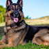 Are German Shepherds Good Pets?