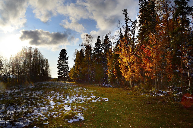 boreal forest, northern culture, autumn, winter, poem, nature poem, pagan, Latvian mythology, Baltic mythology, cohan magazine