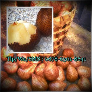 penjual salak bali online