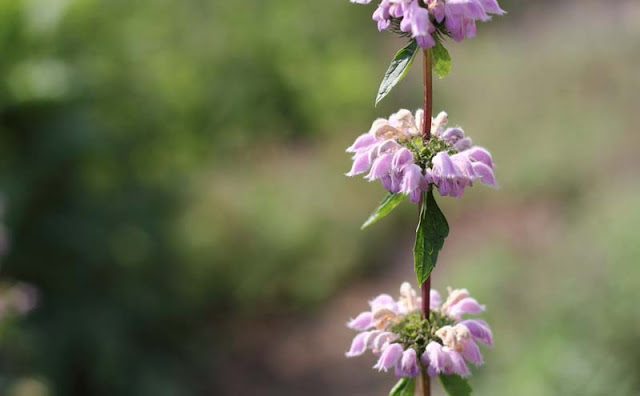 Jerusalem Sage Flowers