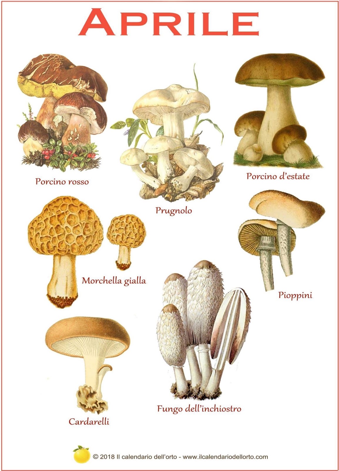 funghi che si trovano in aprile
