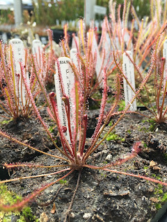 Drosera anglica x tracyi