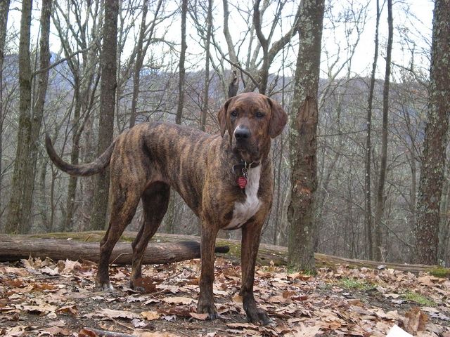 A Plott dog standing tall and alert, with a sleek coat and a confident expression - "Plott dog, a distinguished breed known for its hunting abilities and loyalty, displaying a sleek coat and an attentive stance."