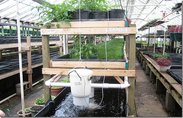 2584125201_aquaponics10202009_002