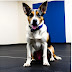 Guide to Effective Dog Training : Building a Lifelong Bond