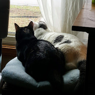 two cats snuggling watching birds outside window