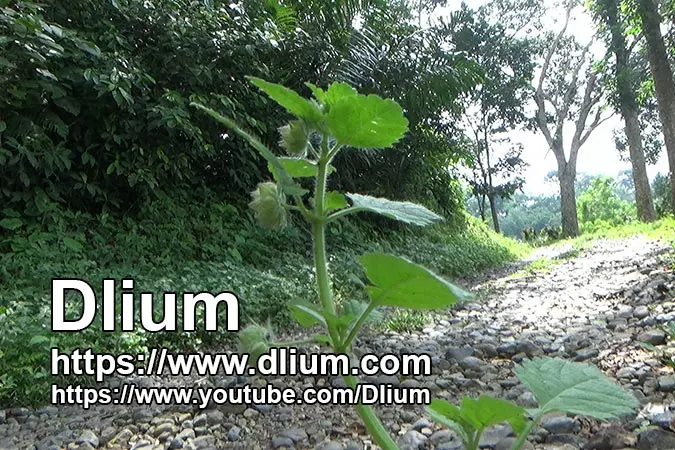Dlium Bundel (Marsypianthes chamaedrys)