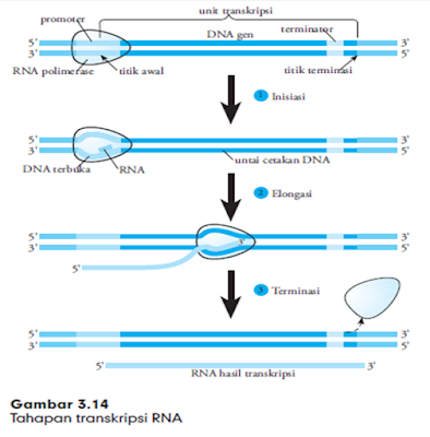 Transkripsi DNA