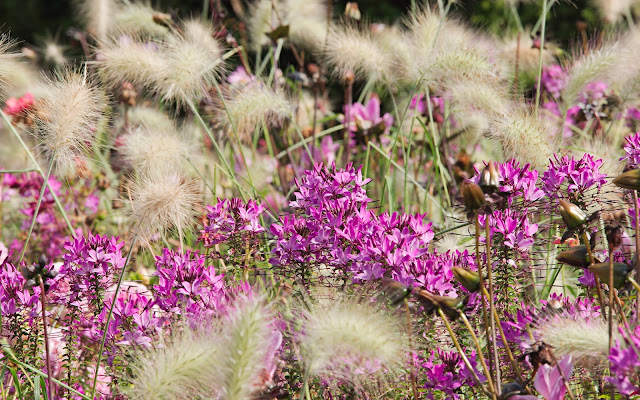 Landesgartenschau Bad-Lippspringe Blumen