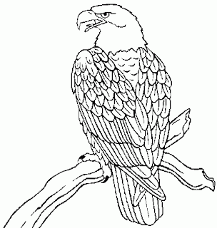 Bald Eagle Coloring Page