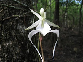 Ghost Orchid