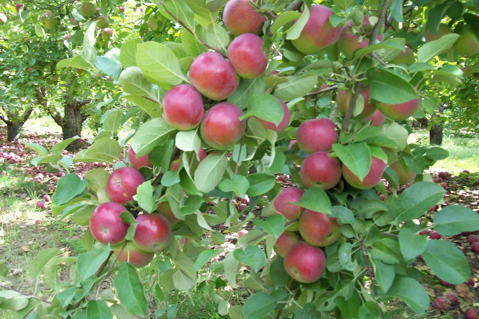 Life in a Deer Yard: PLANT AN (APPLE TREE)